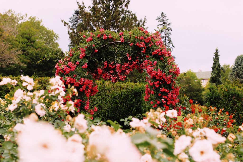 rose garden