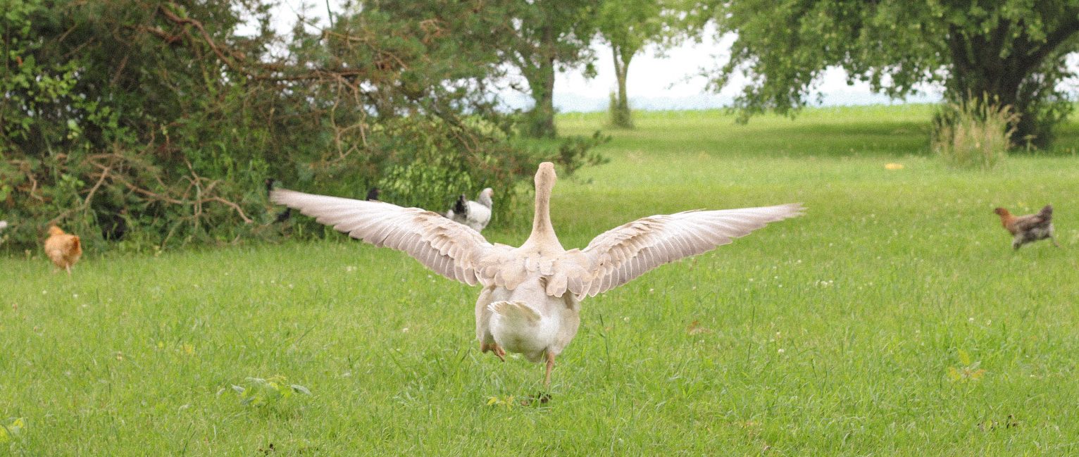 Goose flapping its wings.