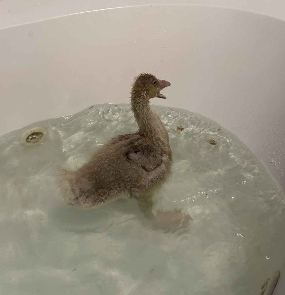 Gosling in the bath tub