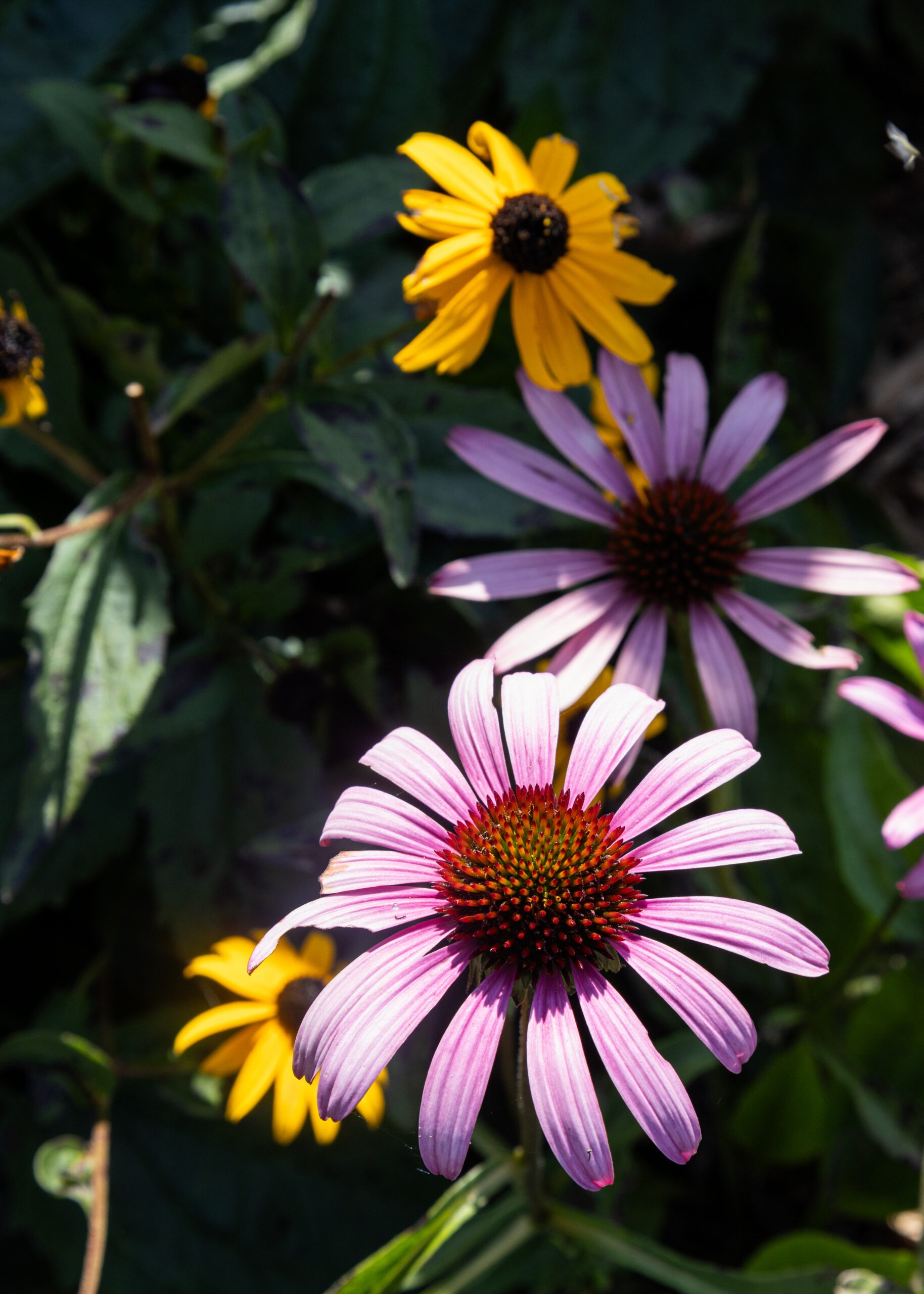 Coneflowers and Black-eyed Susans