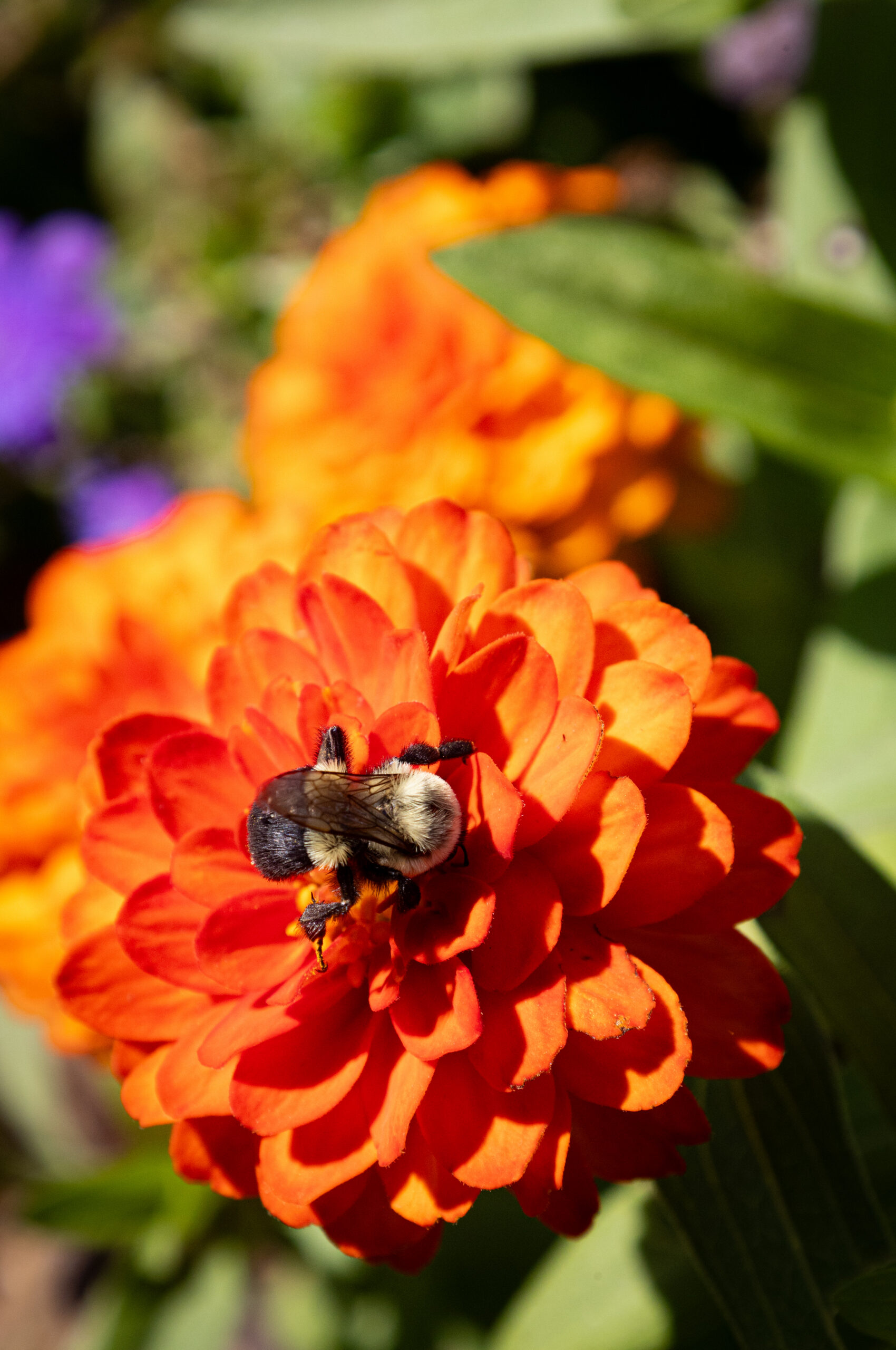 Bumblebee on a Zinnia