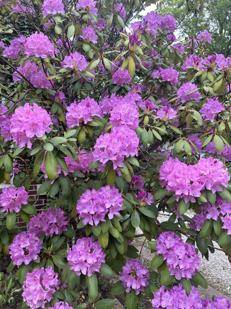 Rhododendron