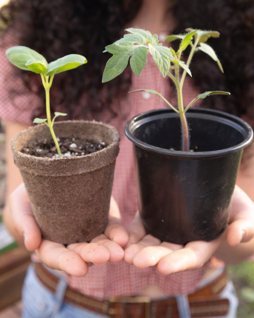 San Marzano tomato plant and basil plant