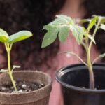 San Marzano tomato seedling and basil seedling