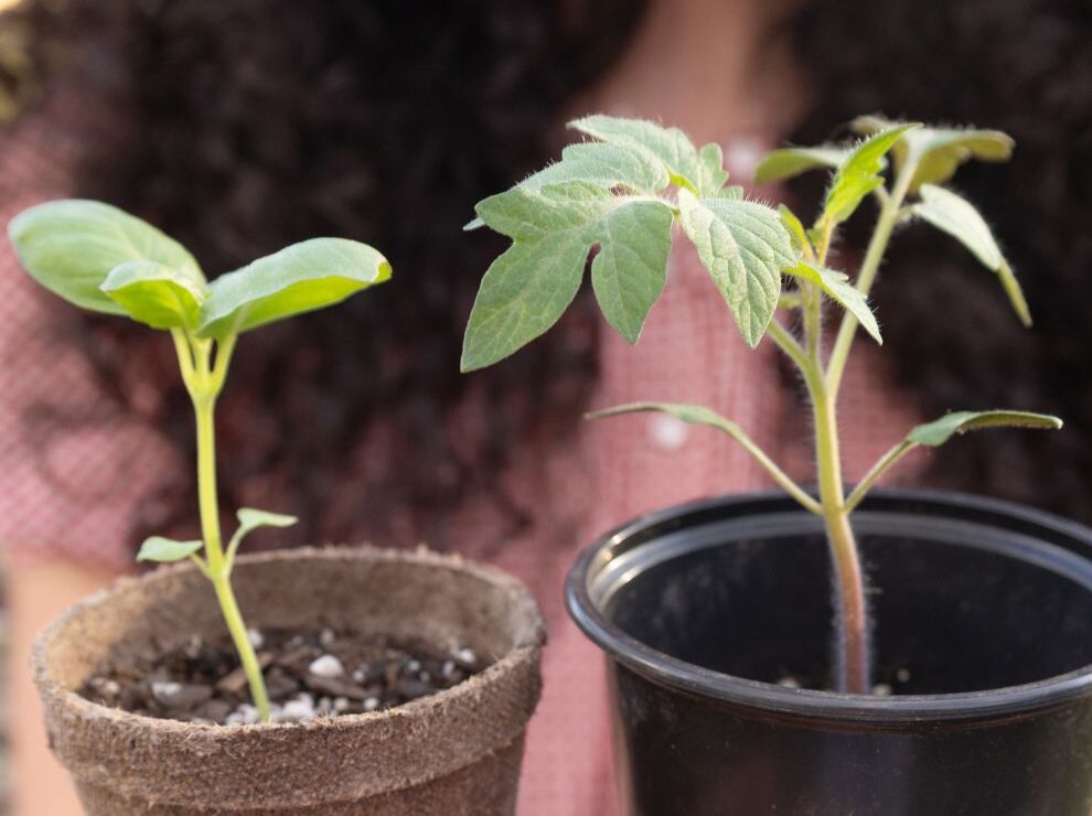 Companion Planting for Tomatoes: Using Basil as a Companion Plant
