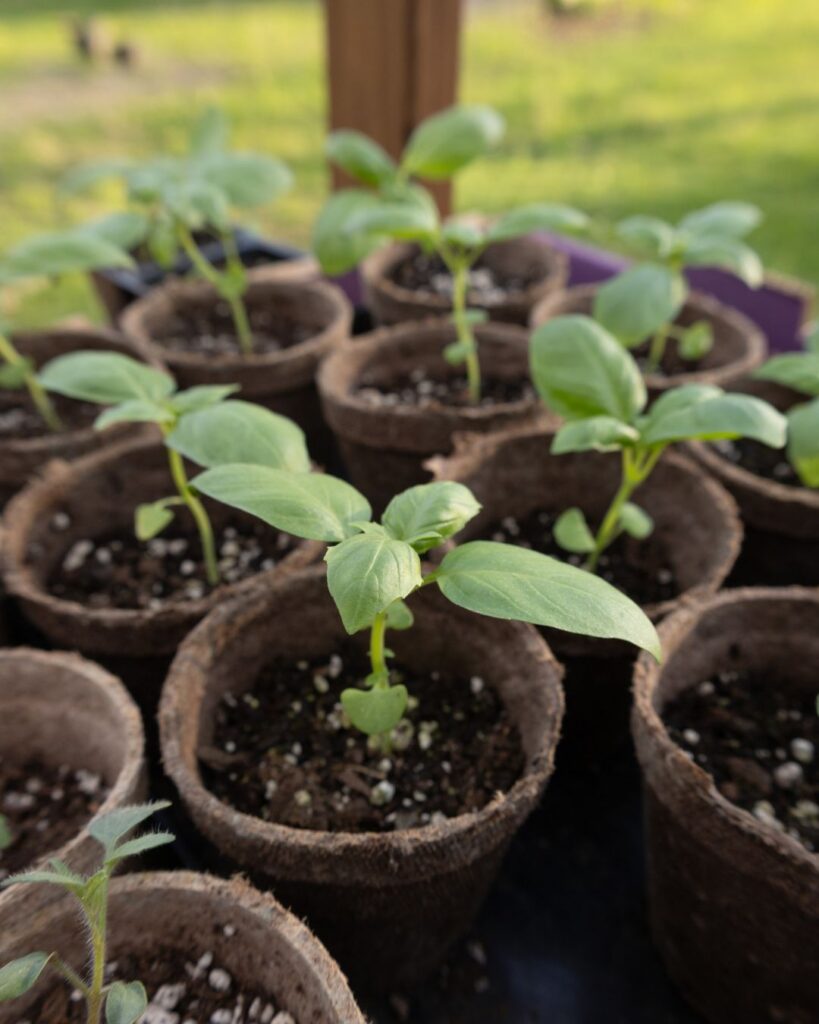 basil plants