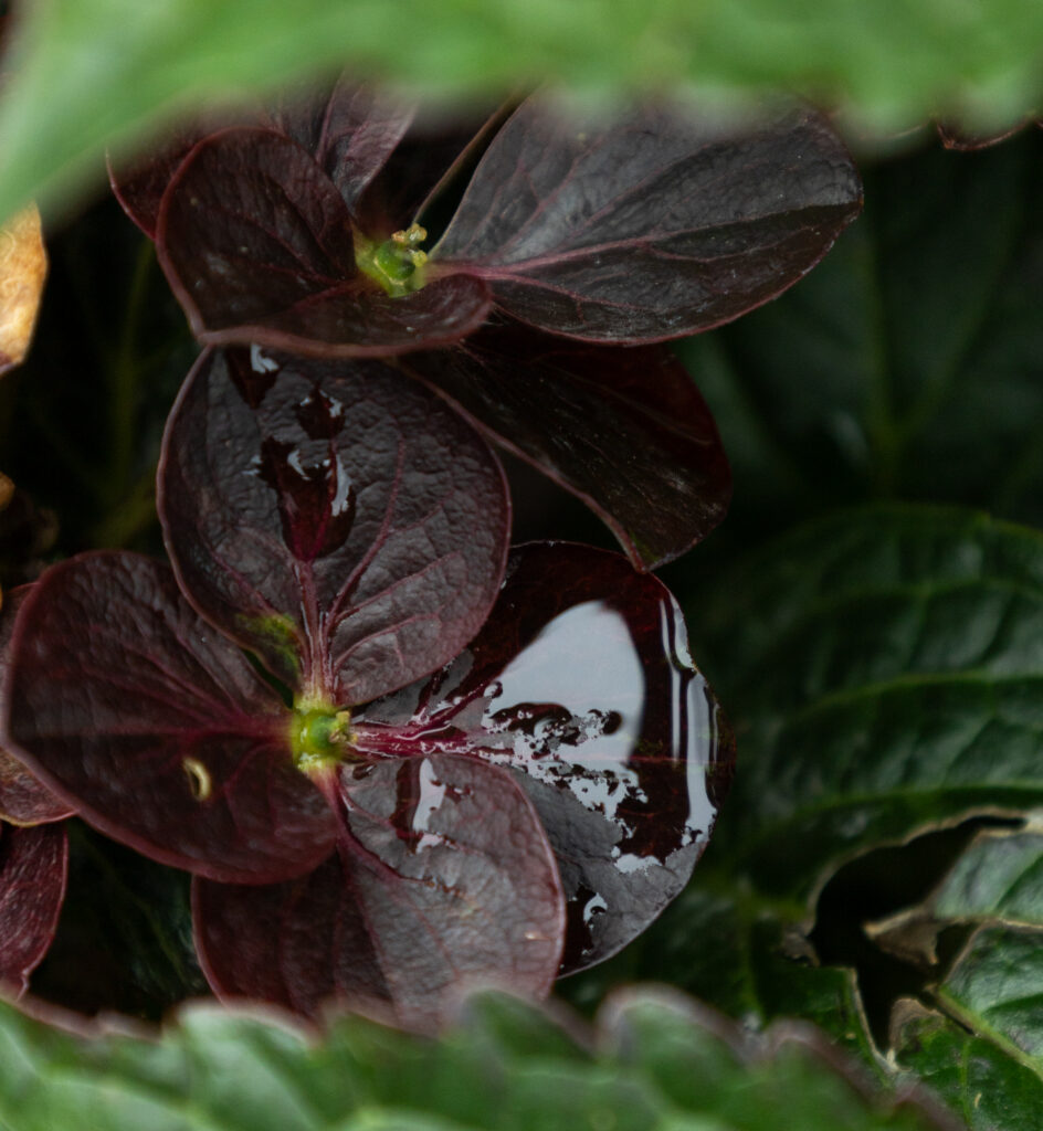 Centennial Ruby Flower 