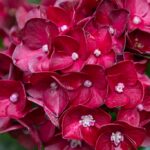 Centennial Ruby Hydrangea Flowers