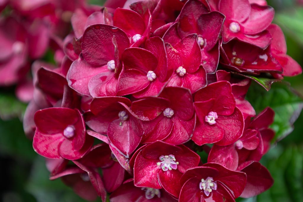 All About the Limited-Edition Centennial Ruby Hydrangea