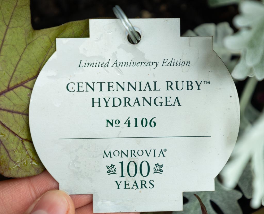 Centennial Ruby Hydrangea Tag