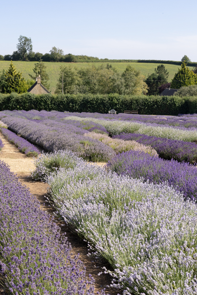 Cotswold Lavender farm