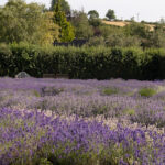 Cotswold Lavender farm
