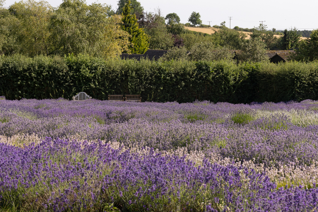 The Perfect Day at Cotswold Lavender Farm