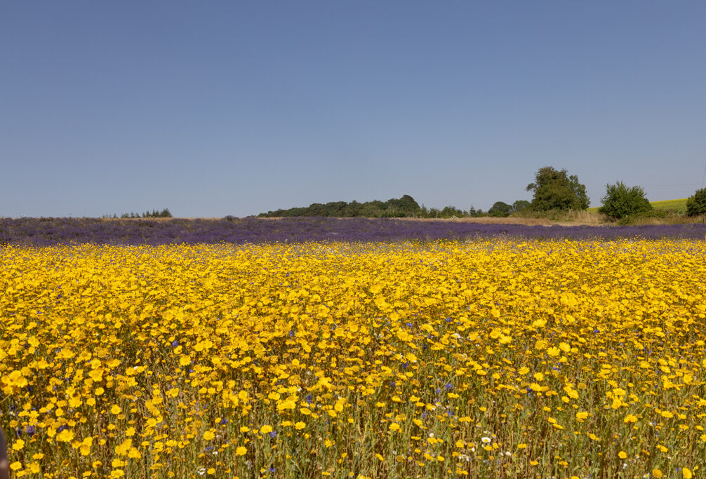 Wildflowers at Cotswold lavender Farm