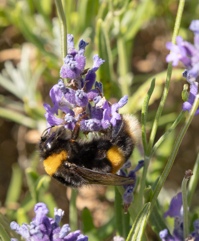 bumblebee on lavender at Cotswold Lavender farm