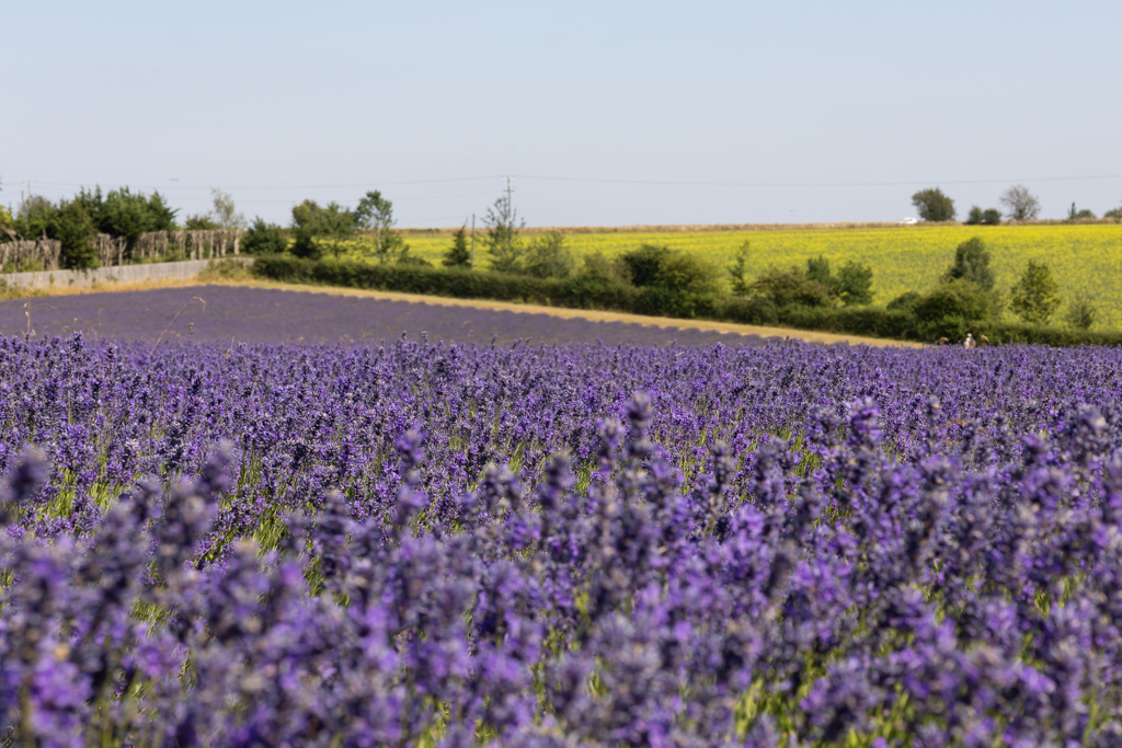 Purple lavender at Cotswold Lavender farm