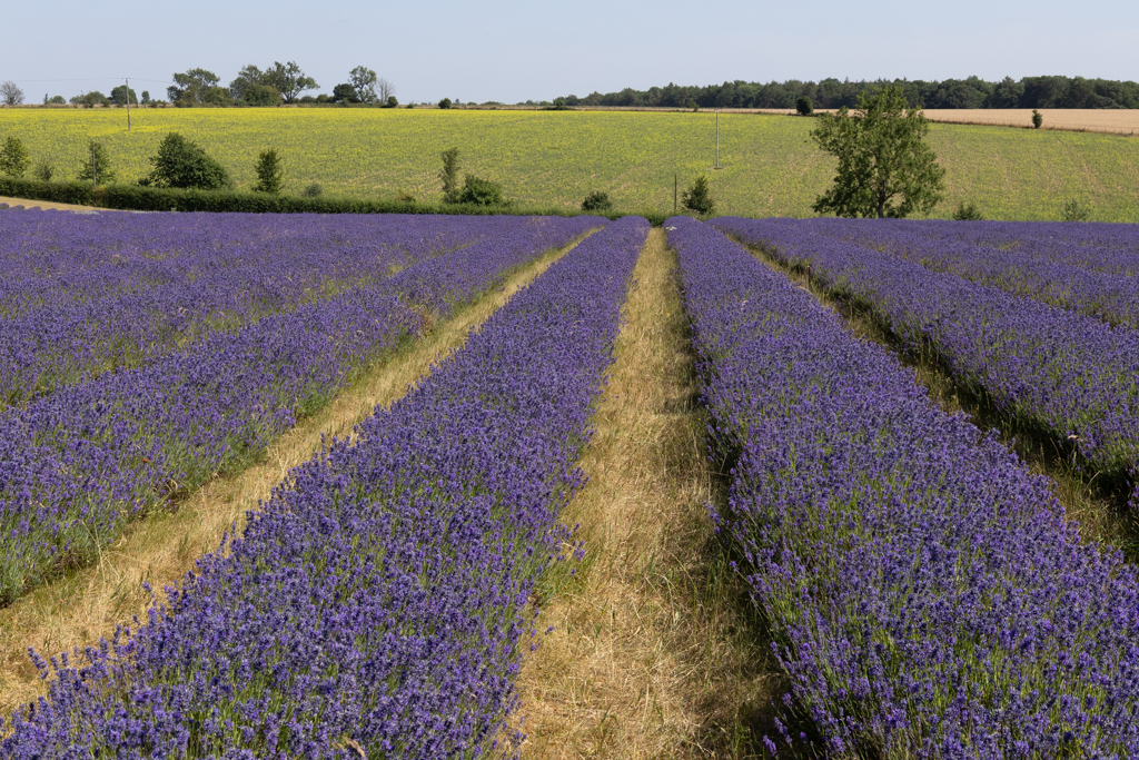 Cotswold Lavender farm