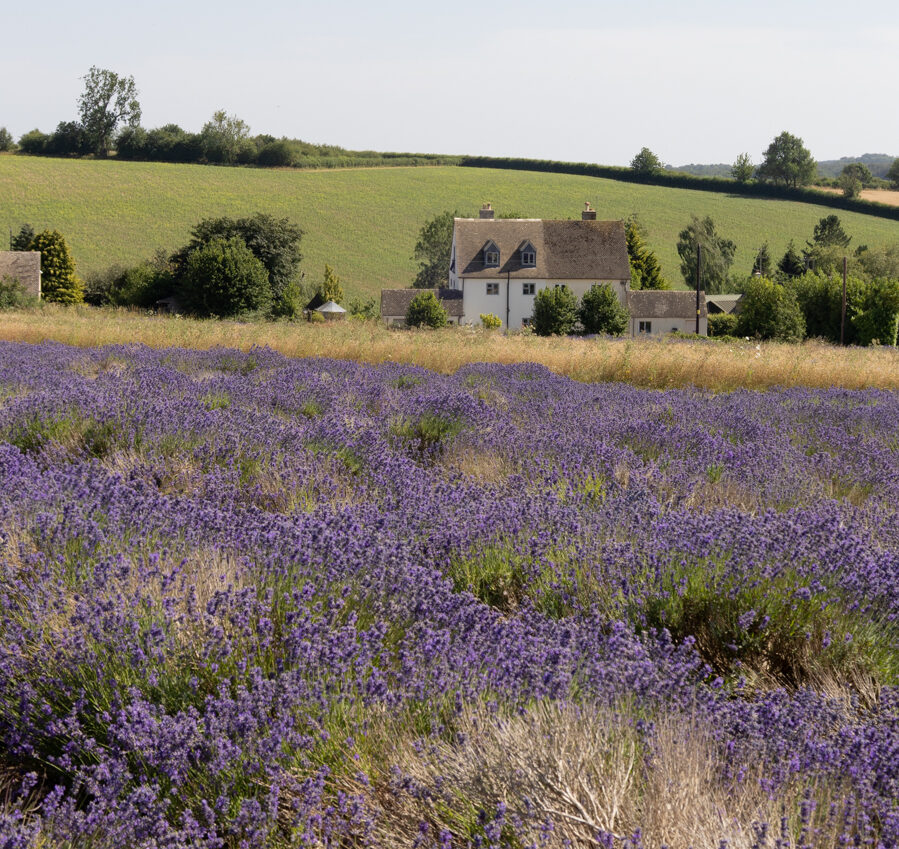 Cottage at Cotswold Lavender farm