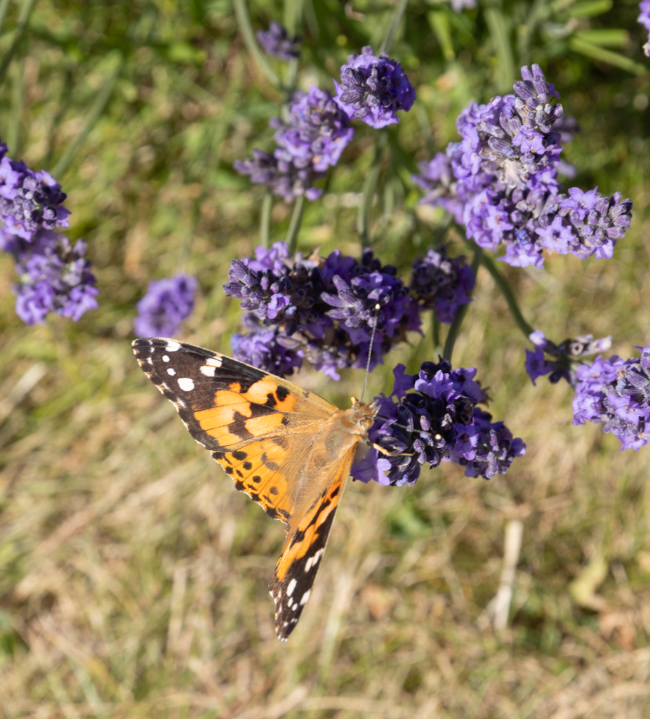 pollinator at Cotswold Lavender farm